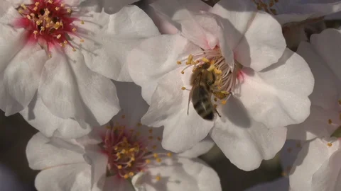 Bee on almond flower Stock Footage 105606320