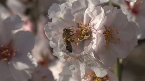 Bee on almond flower Stock Footage 105613995