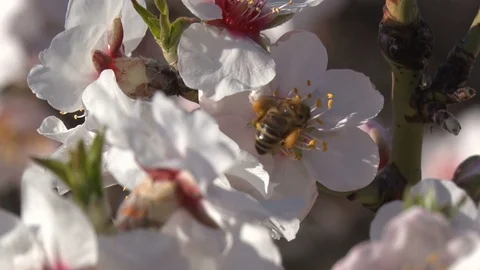 Bee on almond flower Stock Footage 105673614