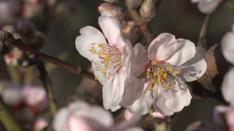Bee on almond flower Stock Footage 105678860
