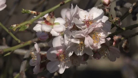 Bee on almond flower Stock Footage 105747907