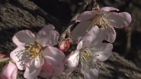 Bee on almond flower Stock Footage 105751025