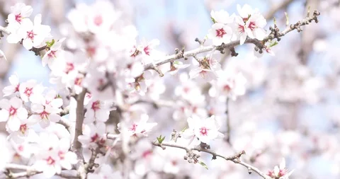Bee in Almond orchard Stock Footage 128536543