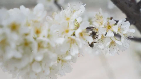 Bee on almond tree flower in spring time Видео 93014320