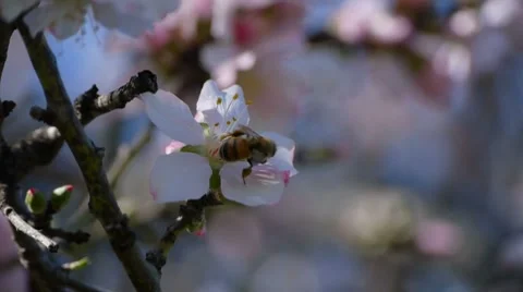 Bee on almond tree Stockbeeldmateriaal 7751362