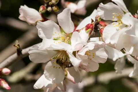 Bee on almond tree Stock Photos