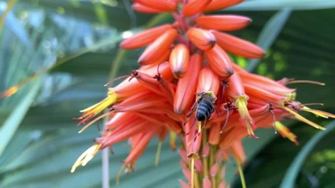 Bee on aloe flower Stock Footage 201009747