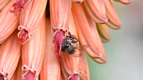 Bee on a aloe flower Stock Footage 310390026