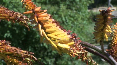 Bee on aloe Vidéo 532052