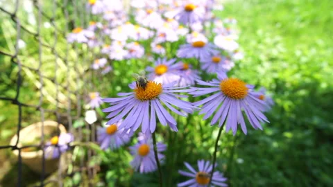 Bee on alpine aster flower in the garden. Stock Footage 265681524