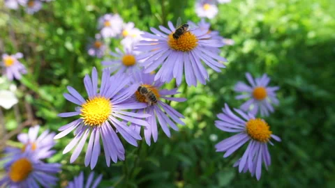 Bee on alpine aster flower in the garden. Stock Footage 265701966