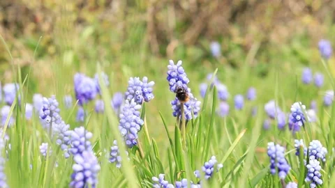 A bee among blue spring flowers, close up. Muscari flowers Stock Footage 238357499