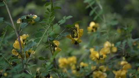 Bee among flowers. Bee crawling among yellow flowers to make honey Stock Footage 248850133