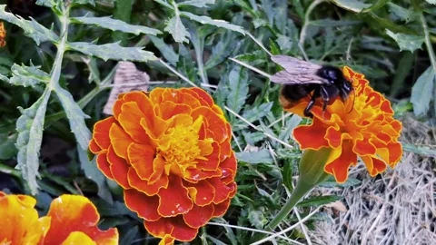 Bee among flowers Stock Footage 341424035