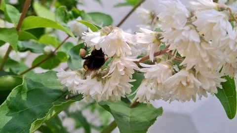 Bee among white flowers Stock Footage 341676533