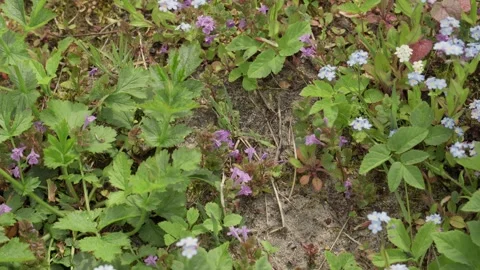Bee and ants pollinating blue and purple flowers Stock Footage 241324948