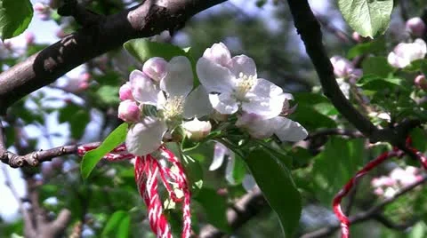 Bee and Apple Blossom 動画素材 10914368