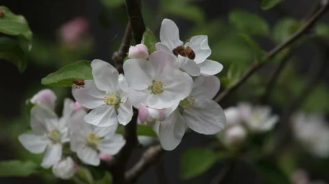 Bee and beetle on apple blossoms Stock Footage 3678776