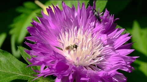 Bee and beetle on purple flower. Stock Footage 50376457