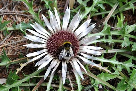Bee and bloom thistle Stock Photos