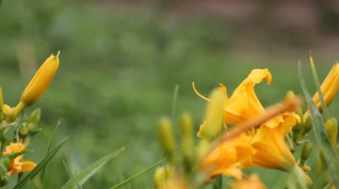 The bee and the blooming flower Stock-Footage 39389044