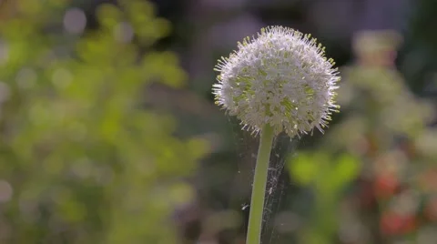 Bee and blooming onion 스톡 동영상 65112800