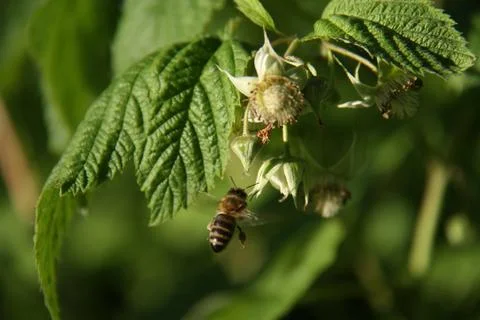 Bee and blossoming flower of raspberry Stock Photos