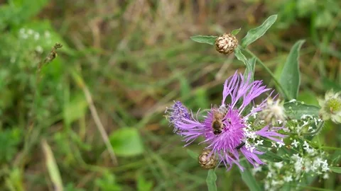 Bee and bug 스톡 동영상 117333967