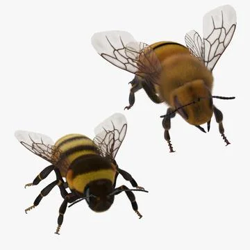 Bee and Bumblebee 3D Model