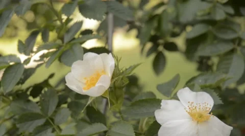 Bee and bumblebee on Dog Rose. Stock Footage 44642197