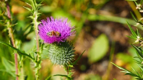 A bee and a bumblebee eat nectar on a milk thistle flower. 스톡 동영상 250166916