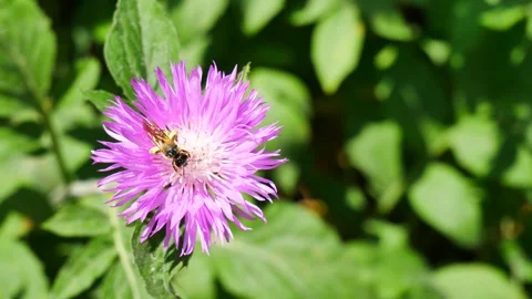 A bee and a bumblebee on a meadow cornflower. Stock Footage 243090966