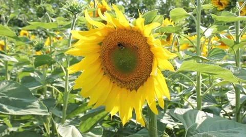 Bee and bumblebee playing on sunflower Stock Footage 7733593