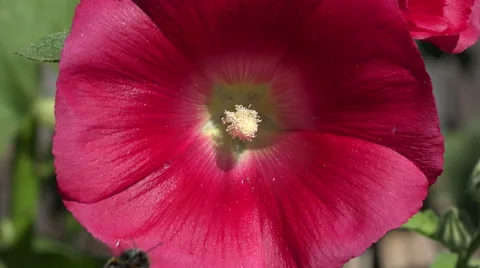 Bee and bumblebee pollinating pink hollyhock, 4K Stock Footage 59081730