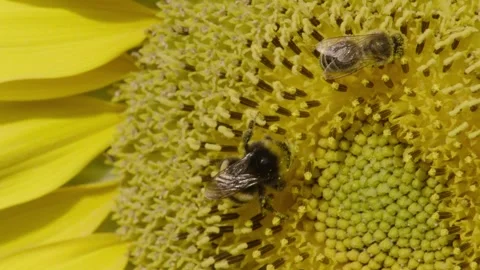 Bee and bumblebee on a sunflower Stock Footage 281636872
