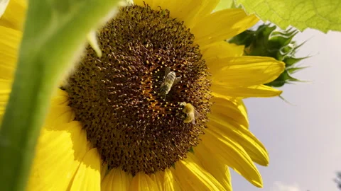 Bee and bumblebee on sunflower macro - Summer pollination nature detail Vidéo 327564343