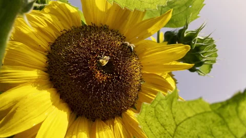 Bee and bumblebee on sunflower macro shot - Summer nature pollination in garden Stock Footage 327567242