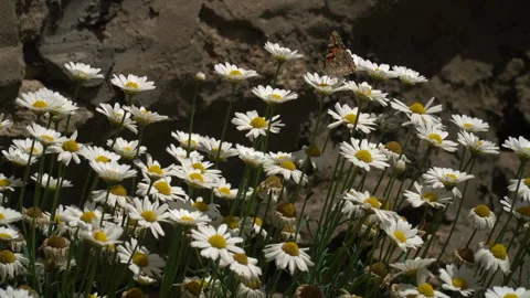 A bee and a butterfly fly over chamomile flowers Video stock 241733244