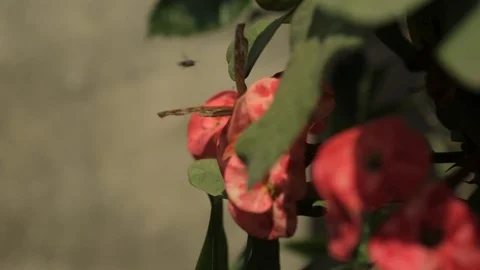 Bee and butterfly hovering over the cactus flower in garden HD Vídeos de archivo 104948423