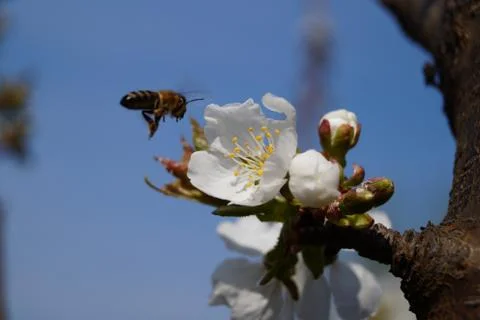 Bee and Cherry Blossom Foto stock