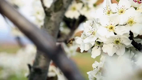 Bee and cherry blossom in the springtime Stock Footage 75766559