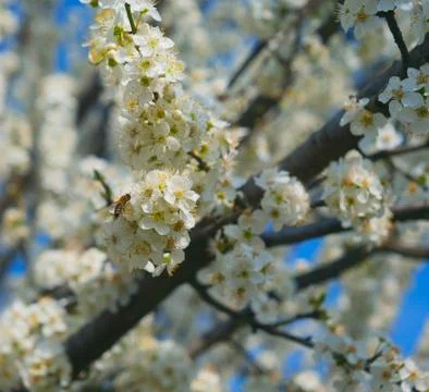 Bee and cherry blossoms in spring Stock Photos