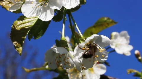 Bee and cherry tree. Stockbeeldmateriaal 87915909