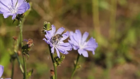 Bee and chicory. Close-up. Stock Footage 146264568
