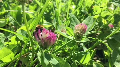 Bee and clover flower Stock Footage 132227548
