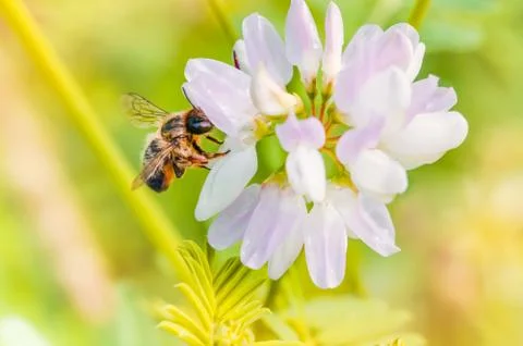 Bee and clover Fotos Stock