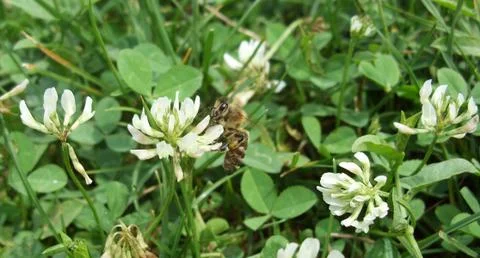 Bee and clover Foto stock
