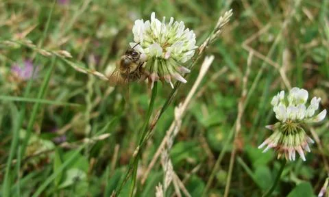 Bee and clover Stock Photos