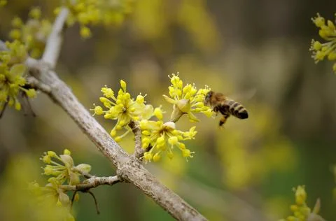 Bee and Cornelian cherry ( Cornus mas ). Stock-Fotos