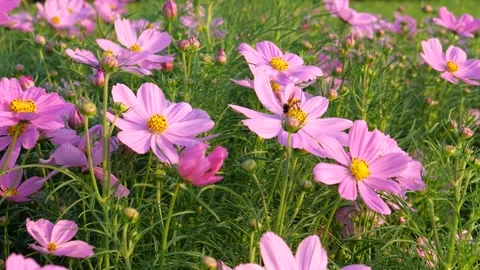 Bee and cosmos flowers Stock Footage 323950836